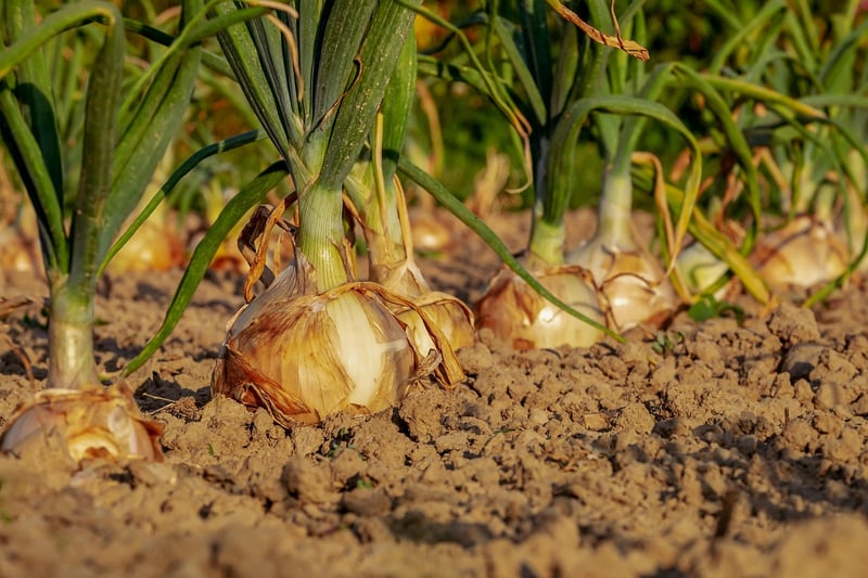 Vegetable Cultivation